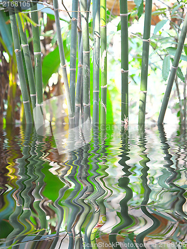 Image of bamboo