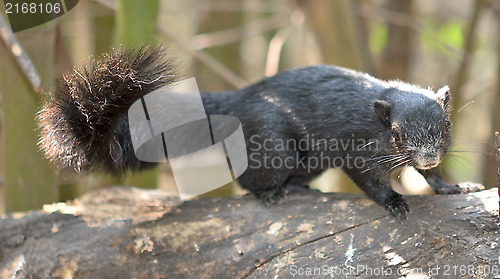 Image of black squirrel 