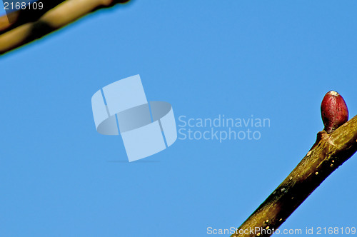 Image of bud of a tree