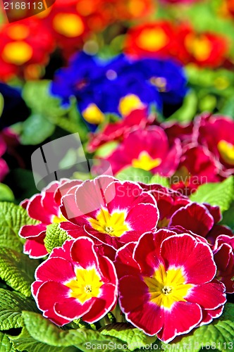 Image of primroses with a lot of colored flowers