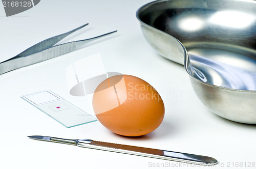 Image of Examination of eggs