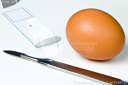 Image of Examination of eggs