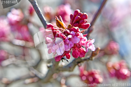 Image of Cherry blossom