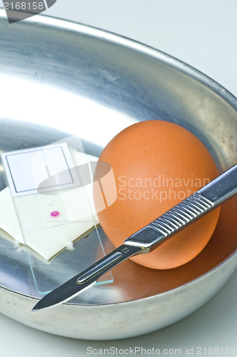 Image of Examination of eggs