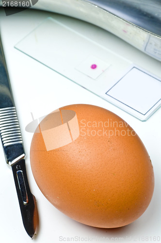 Image of Examination of eggs