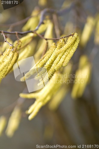 Image of Hazelnut bloom in wind