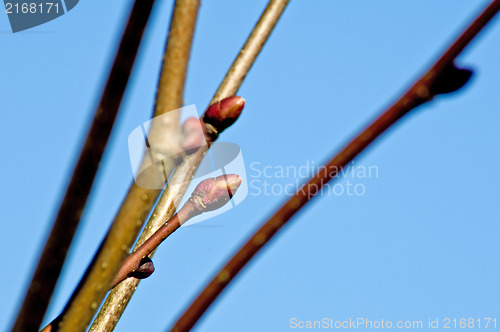 Image of bud of a tree