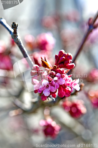 Image of Cherry blossom