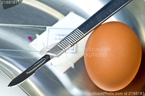 Image of Examination of eggs