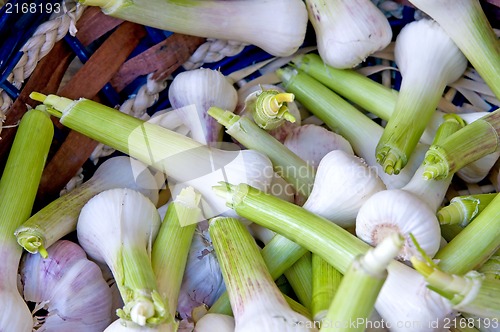 Image of Young garlic