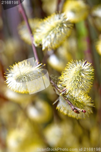 Image of Catkin