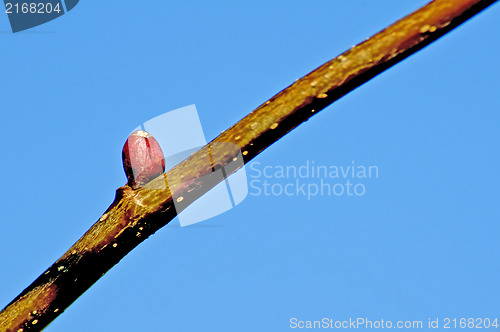 Image of bud of a tree