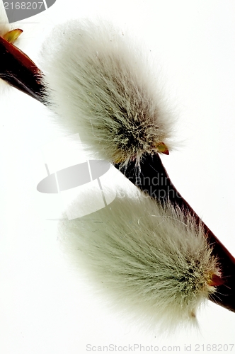 Image of Catkin