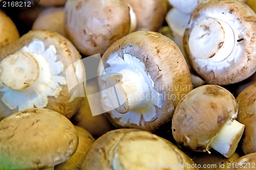 Image of button mushroom