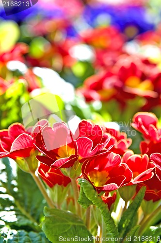 Image of primroses with a lot of colored flowers