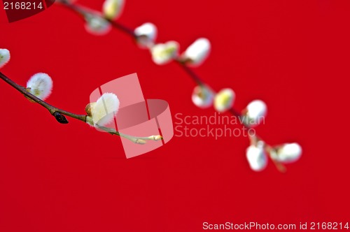 Image of Catkin with a red background