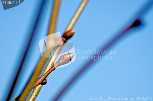 Image of bud of a tree