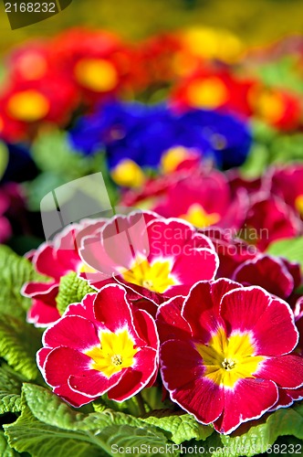 Image of primroses with a lot of colored flowers