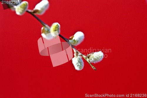 Image of Catkin with a red background