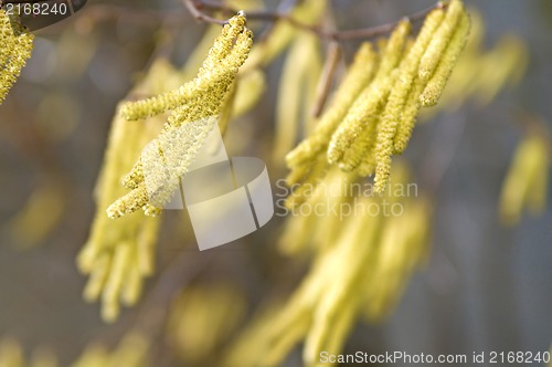 Image of Hazelnut bloom in wind