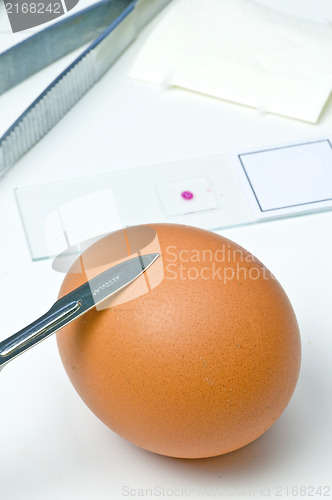 Image of Examination of eggs