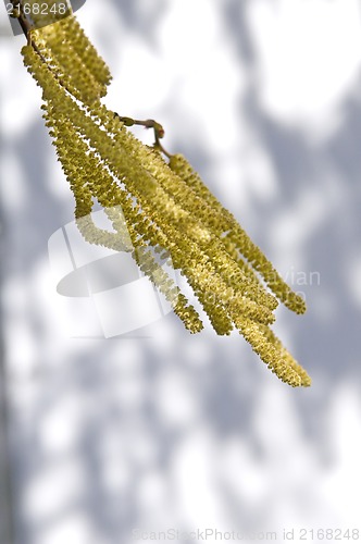 Image of Hazelnut bloom in wind