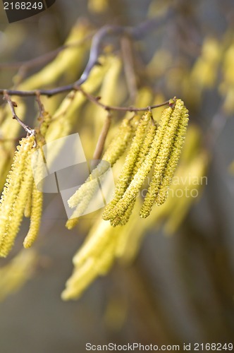 Image of Hazelnut bloom in wind