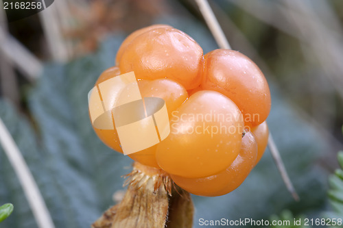 Image of Cloudberry 