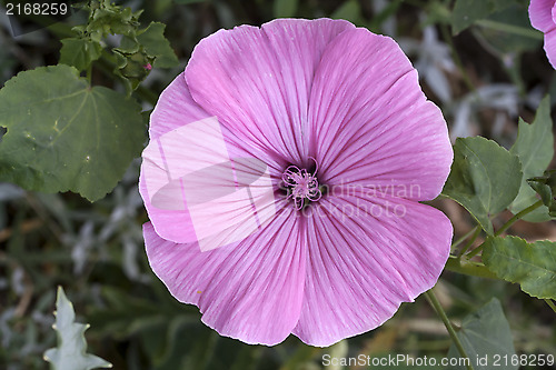 Image of Flower