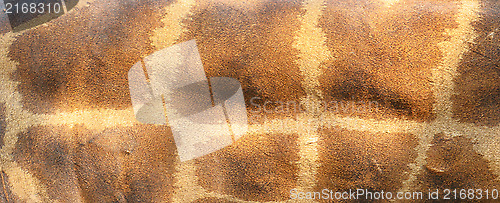 Image of giraffe skin