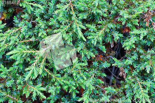 Image of mountain juniper