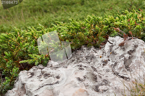 Image of mountain juniper