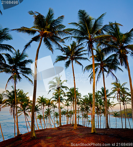 Image of silhouettes of palm trees