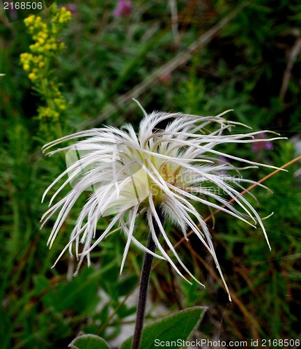 Image of white wildflower