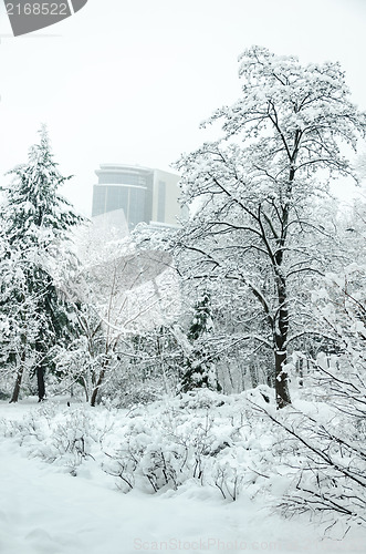 Image of Landscape in winter city park