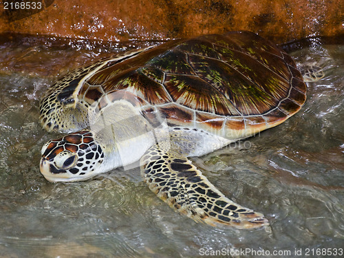 Image of Green Turtle at Turtle Farm