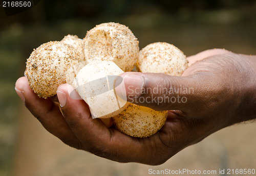 Image of Eggs of green turtles