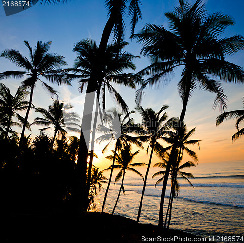 Image of silhouettes of palm trees