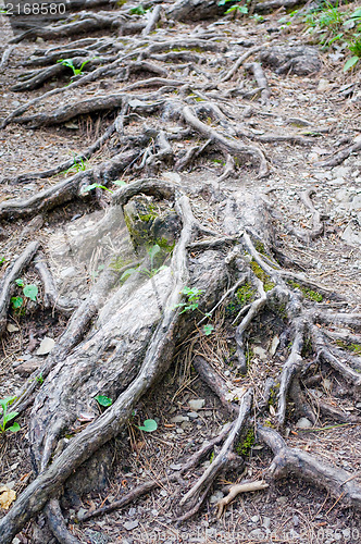 Image of roots 