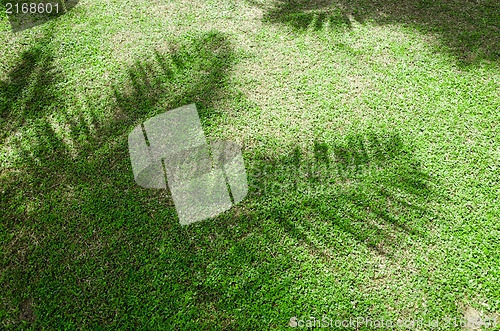 Image of shadow of the palm leaves 