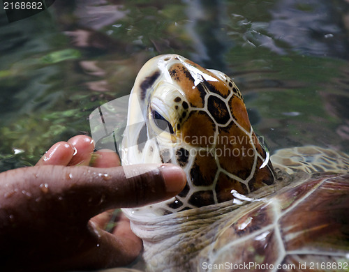 Image of Green Turtle at Turtle Farm