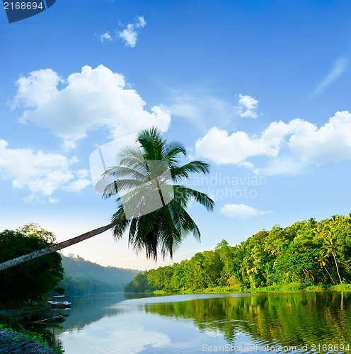 Image of palm tree leans over the tropical river 