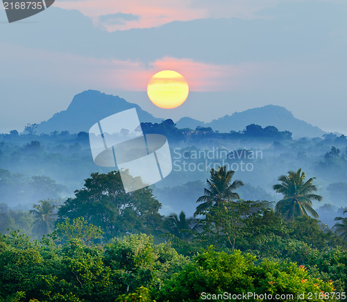 Image of sunrise in the jungles