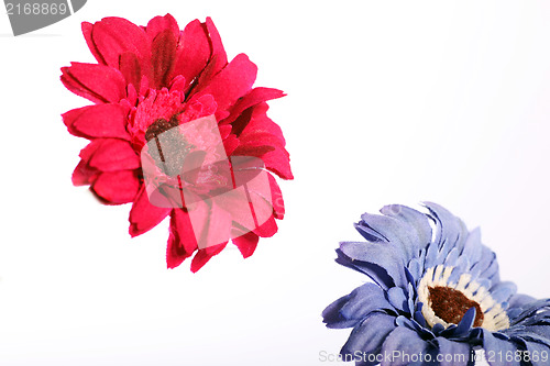 Image of Red and purple flower