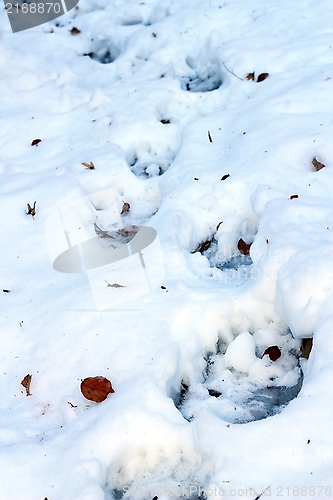 Image of brown bear path