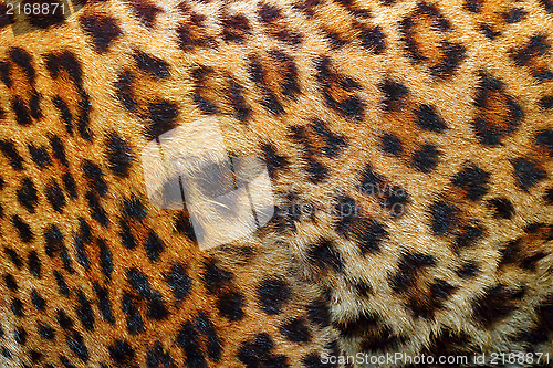 Image of detail of leopard fur