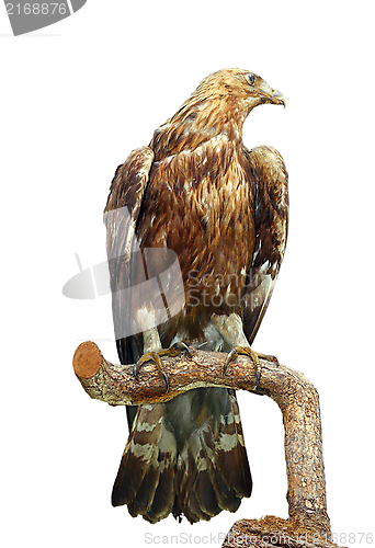 Image of taxidermy mount of an eagle