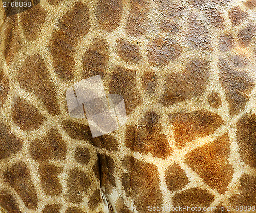 Image of giraffe skin