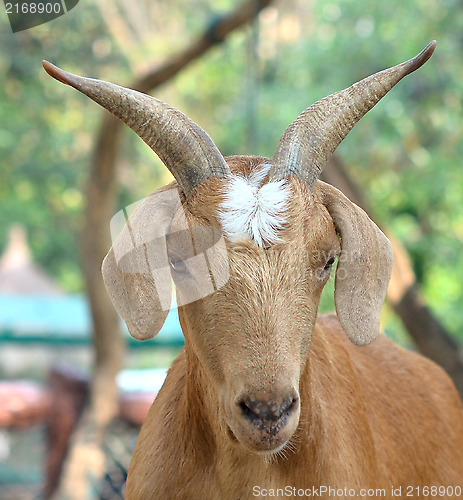 Image of goat
