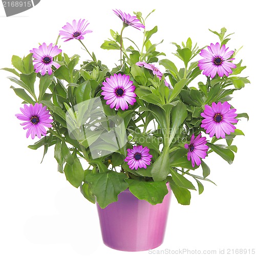 Image of Pot with violet african daisy (Dimorphoteca, Osteospermum) flowe
